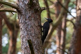 Black woodpecker by Merijn Loch