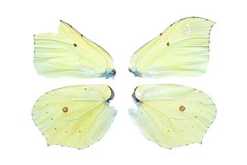 Flügel des Zitronenfalters