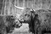 Schotse  Hooglanders