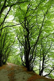 Une belle forêt