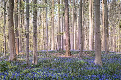 Jacinthes des bois Forêt - Pittoresque