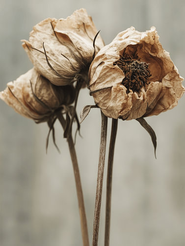 Getrocknete Blumen im Japandi-Stil von Japandi Art Studio