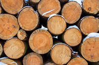 Piles de bois en hiver