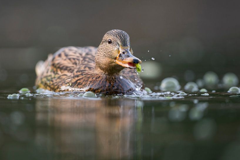 Wild Duck... Mallard *Anas platyrhynchos* by wunderbare Erde