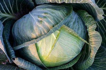 gros plan sur le chou frisé sur Rudi Everaert