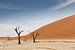 Deadvlei ist eine weiße Tonpfanne in der Nähe der berühmteren Sossusvlei-Salzwanne im Namib-Naukluft von Tjeerd Kruse