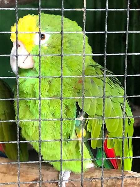 Parrot by tania mol