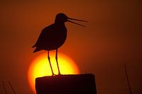 Grutto silhouet voor de opkomende zon