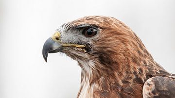 Roodstaartbuizerd van Loek Lobel