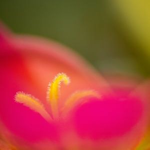 Détail de Portulaca