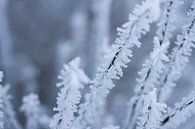 Winter, Makroaufnahme von Raureif in der Natur von Karijn | Fine art Natuur en Reis Fotografie Miniaturansicht