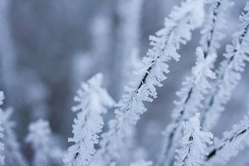 winter, macrofoto van rijp in de natuur