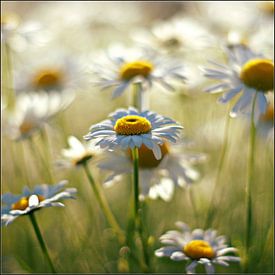 une symphonie de marguerites sur bob van den berg