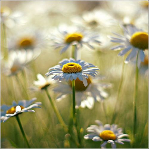 a daisy symphony