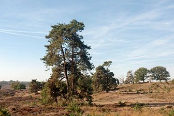 Nationaal Park Veluwezoom Gelderland van Richard Wareham