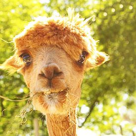 charming alpaca van Louisa Hoenstok