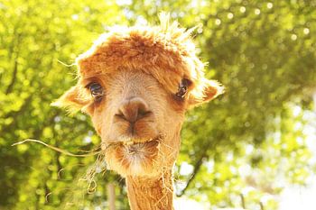charming alpaca