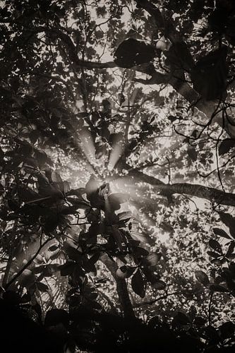 Reisfotografie “Licht” | Costa Rica |  Midden Amerika | Cahuita | |Zwart wit| Bomen | Fotografie | Foto Print | Art Print