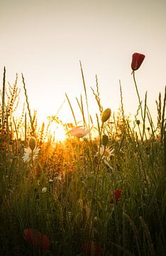 Klaproos met ochtendlicht van Rossum-Fotografie