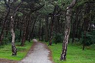 Het bos bij de vuurtoren op Ameland van Stadspronk thumbnail