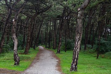 Het bos bij de vuurtoren op Ameland