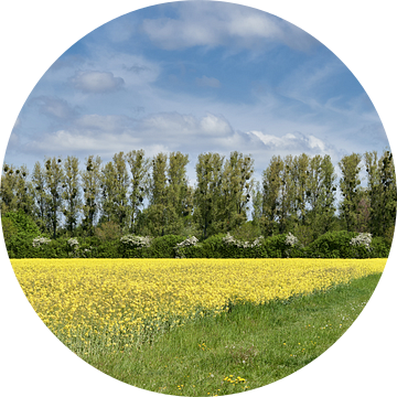 Lente in de Monheimse Rijnboog