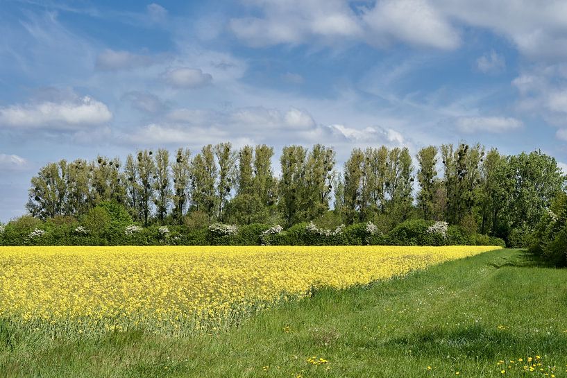 Frühling im Monheimer Rheinbogen von Peter Eckert