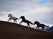 Running Icelandic horses by Elisa in Iceland thumbnail