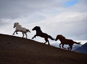 Rennende IJslandse paarden van Elisa in Iceland