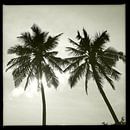 Palmbomen in zwartwit van Gijs de Kruijf thumbnail