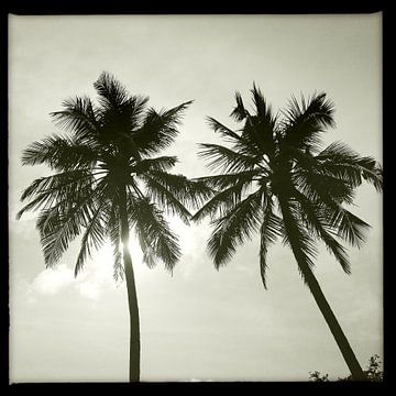 Palmen in Schwarz und Weiß von Gijs de Kruijf
