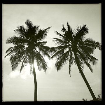 Palm trees in black and white by Gijs de Kruijf