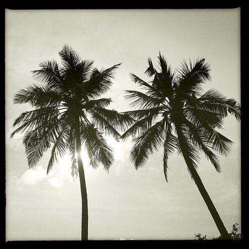 Palmbomen in zwartwit