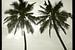 Palmbomen in zwartwit van Gijs de Kruijf