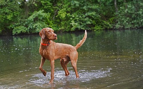 Waterspelletjes aan het meer met een bruine Magyar Vizsla ruwharige hond .