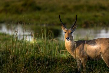 Lechwe oder Sumpfantilope von Erik Verbeeck