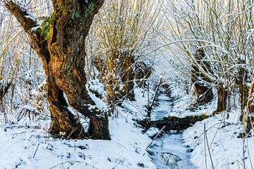Frozen ditch between willows