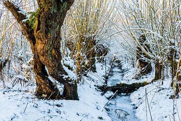 Frozen ditch between willows von Marco Schep