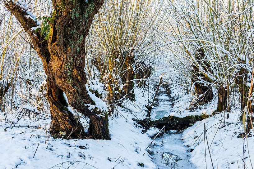 Frozen ditch between willows van Marco Schep