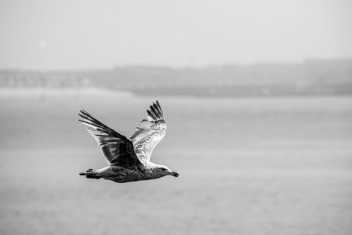 Een eenzame meeuw in vogelvlucht