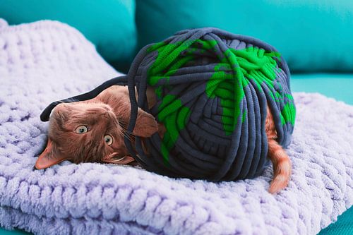 Surrealistische Fotomanipulatie: Rode Kater Gevangen in Blauwe Garen Wereldbol