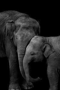 Famille d'éléphants sur Mirthe Vanherck
