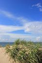 Beautiful Baltic Sea dunes by Ostsee Bilder thumbnail