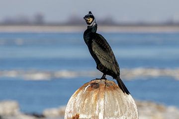 Le cormoran, Phalacrocorax carbo sur Anjo ten Kate