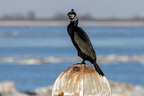 De aalscholver, Phalacrocorax carbo