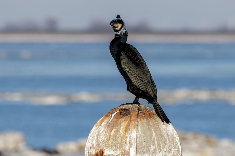 Le cormoran, Phalacrocorax carbo par Anjo ten Kate