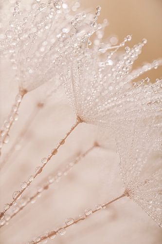 Zacht en rust: Een klein stukje natuur in huis (in pasteltinten)