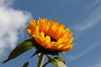 Zonnebloem
