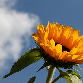 Zonnebloem van Jaap van Marion