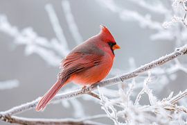 Mannetje van de rode kardinaal (Cardinalis cardinalis) van Christian Müringer